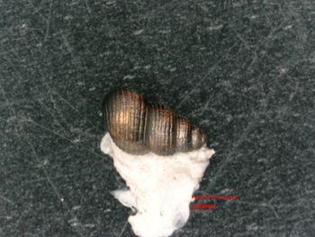 Media type: image;   Malacology 34444 Description: top view of shell;  Aspect: dorsal